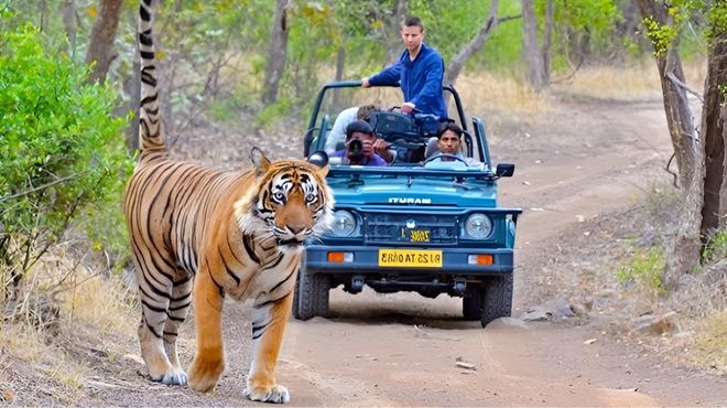 golden triangle & tiger safari delhi agra jaipur & ranthambore 4d 3n