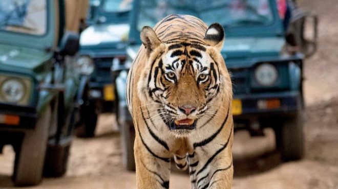 golden triangle & tiger safari delhi agra jaipur & ranthambore 4d 3n