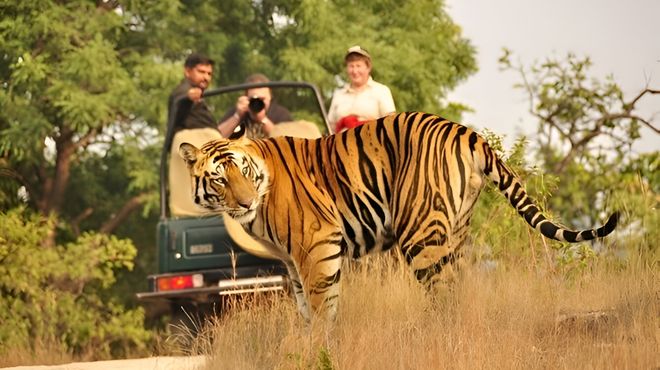 golden triangle & tiger safari delhi agra jaipur & ranthambore 4d 3n