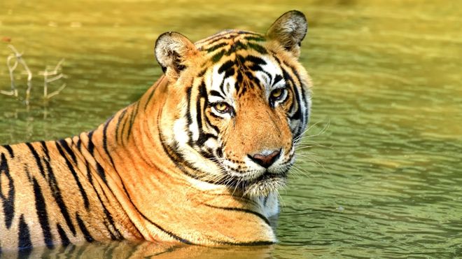 golden triangle & tiger safari delhi agra jaipur & ranthambore 5d 4n